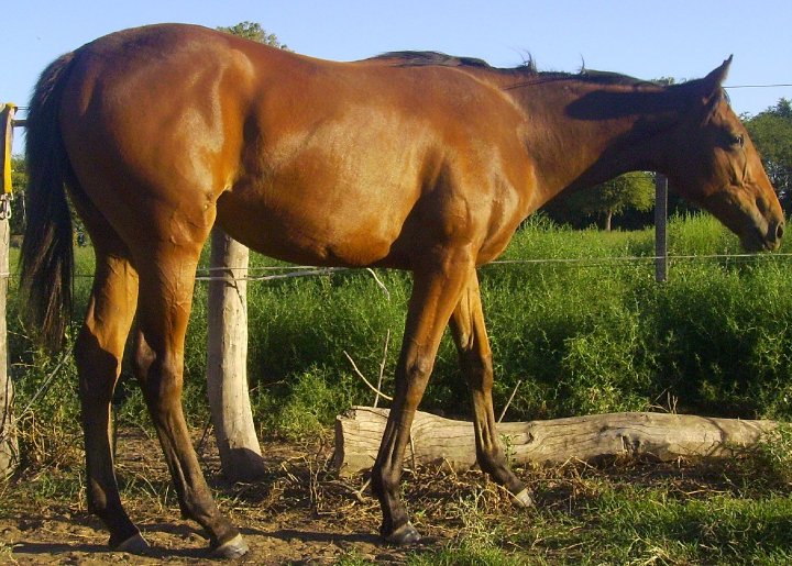 Young foals: Methods to monitor changes in bone shape and density