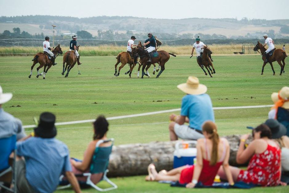 mysterious-death-of-16-polo-horses-travelling-from-tasmania 1 polomagazine